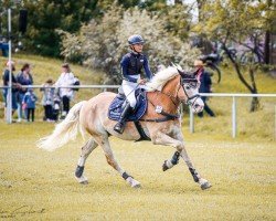 Springpferd Nepumuk 42 (Haflinger, 2012, von Novembernebel)