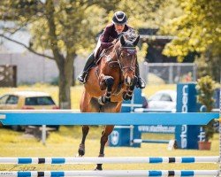 jumper Ninula du Rouet (German Sport Horse, 2011, from No Limit)