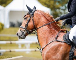 jumper Nonstopp G (German Sport Horse, 2015, from Ninyon)