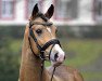 stallion HET Don´t forget me (German Riding Pony, 2013, from Donnerwetter)