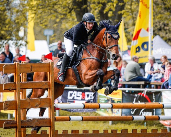 jumper Par Expertise B (German Sport Horse, 2016, from Lahnstein 4)