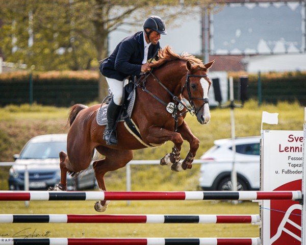 jumper Quelle Dame van Overis Z (Zangersheide riding horse, 2018, from Quabri de l'Isle)