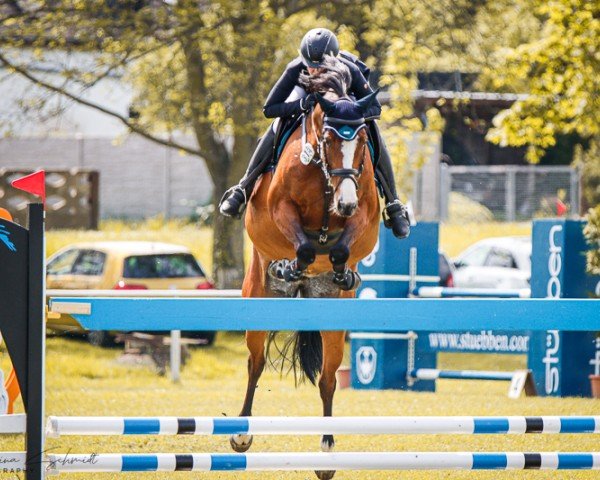 broodmare Waiomi 2 (German Sport Horse, 2011, from Casdorff)