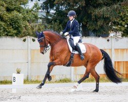 dressage horse Arlette 55 (Oldenburg, 2012, from Ampère)