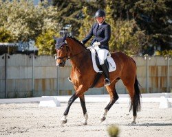 dressage horse Athina 37 (German Sport Horse, 2015, from Antango du Feuillard)