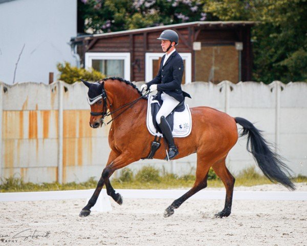 dressage horse Bellica (Hanoverian, 2013, from Callaho's Benicio)