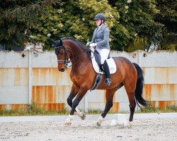 dressage horse Calimero S 4 (Oldenburg, 2009, from Christ)