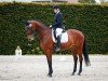 dressage horse Dinaja (German Sport Horse, 2011, from Dr. Jackson D)