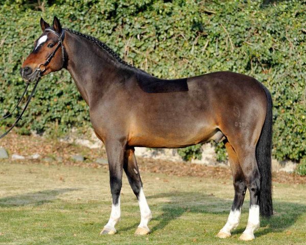 stallion Champino (Welsh-Pony (Section B), 1993, from Capello)