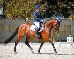 dressage horse Friederike Von Salza (Oldenburg, 2018, from Fred Feuerstein)