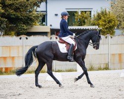 dressage horse Hattrick 28 (Oldenburg, 2007, from Hotline)