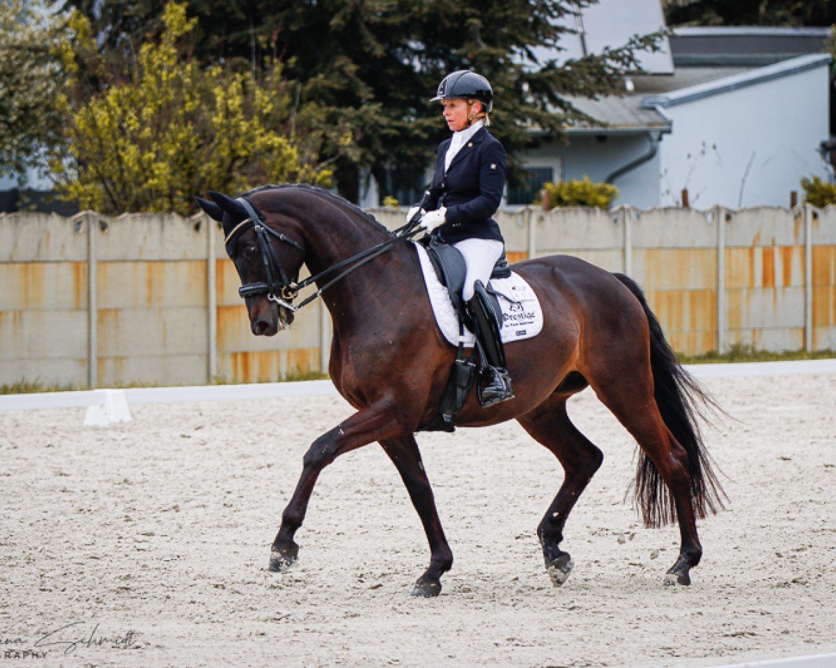 Dressurpferd Kronos 63 (Trakehner, 2016, von Ivanhoe)