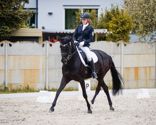 Dressurpferd Mansura (Deutsches Sportpferd, 2015, von Fürsten-Look)