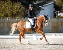 Deckhengst Mastro's Cooper Ixes (Deutsches Reitpony, 2015, von Crazy Dynamic JK)