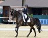 dressage horse Madita de Monte S (Württemberger, 2012, from Monte Cain)