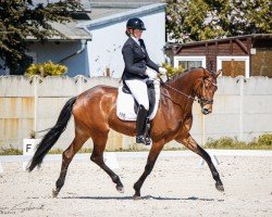 dressage horse O'Felize (KWPN (Royal Dutch Sporthorse), 2019, from Fürst Romancier)