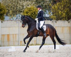 dressage horse Schwanensee 10 (Hanoverian, 2015, from Sarotti Mocca-Sahne)