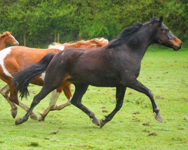 Zuchtstute Calista (Großbritannien Pony, 2016, von Caesar)