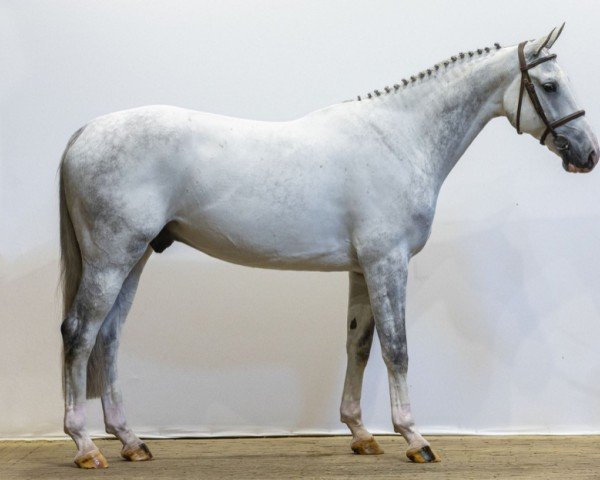 Pferd Noulon Keizersberg (KWPN (Niederländisches Warmblut), 2018, von Toulon)