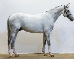 horse Noulon Keizersberg (KWPN (Royal Dutch Sporthorse), 2018, from Toulon)