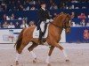 stallion Mooiman (KWPN (Royal Dutch Sporthorse), 1994, from Flemmingh)