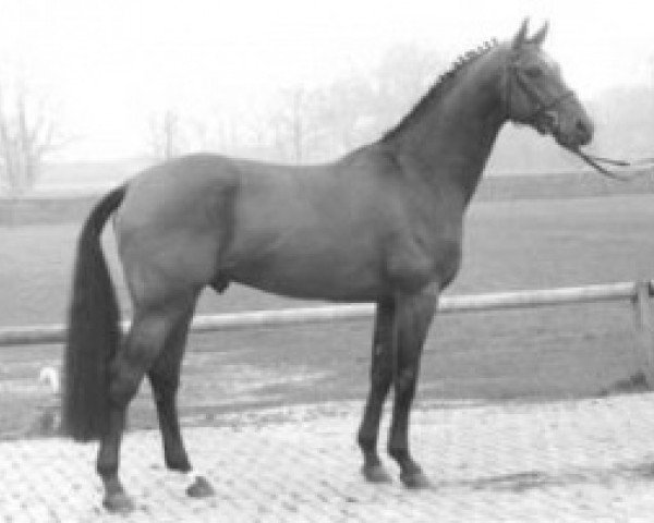 stallion L.A. (Oldenburg, 1989, from Larome)