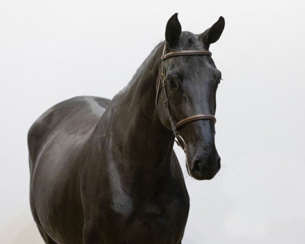 jumper Diamant de Laubry Z (Zangersheide riding horse, 2019, from Diamant de Semilly)