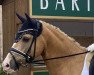 dressage horse Good for Gold (German Riding Pony, 2016, from Golden West NRW)