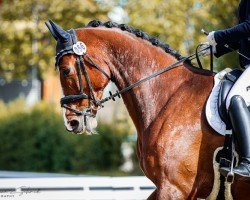 dressage horse Cartano 20 (German Sport Horse, 2017, from Carleyle)