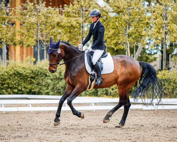 broodmare Cera 104 (German Sport Horse, 2017, from Caversal)