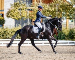 dressage horse Faunus 17 (German Sport Horse, 2016, from Fürsten-Look)