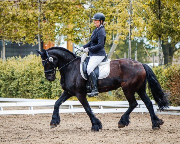 dressage horse Fiona 520 (Friese, 2007)