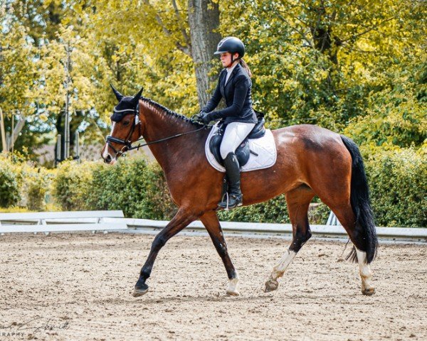 broodmare Lesley 80 (German Sport Horse, 2015, from Casiro I)