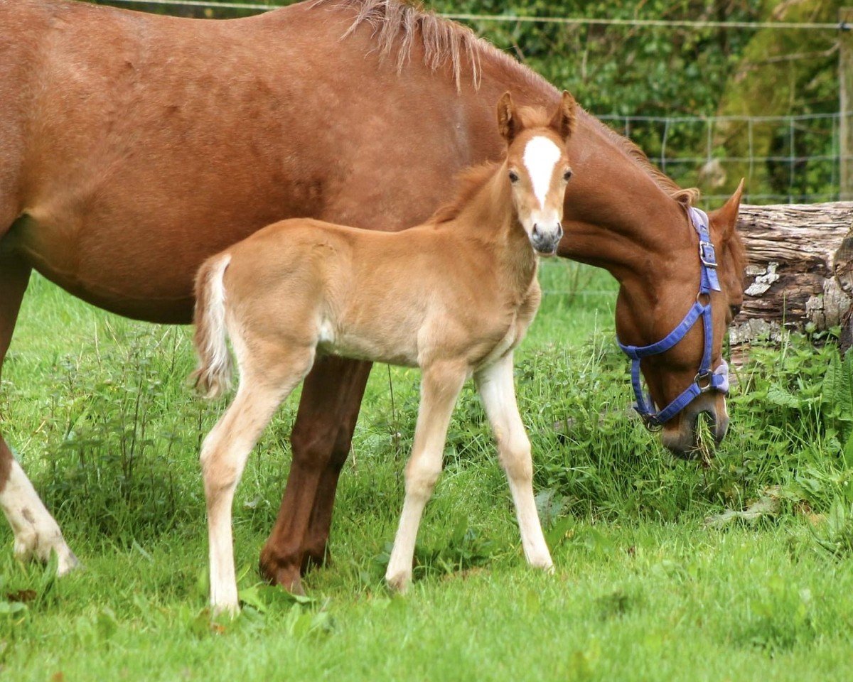 horse Overflow Top Gun (UK Pony, 2024, from Top Yellow)