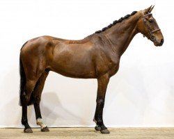 jumper Lannan (KWPN (Royal Dutch Sporthorse), 2016, from Kannan)