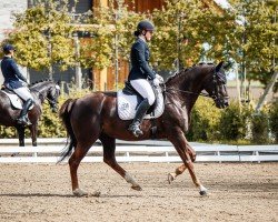 dressage horse Lilly de Funes (Oldenburg, 2011, from Louis de Funes 4)