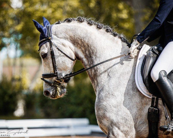 Dressurpferd Quantero 8 (Deutsches Sportpferd, 2015, von Quaterback)