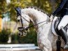 dressage horse Quantero 8 (German Sport Horse, 2015, from Quaterback)