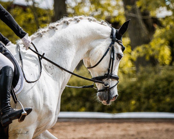 dressage horse Ready to Rumble 5 (German Sport Horse, 2008, from Relius)