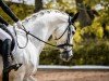 dressage horse Ready to Rumble 5 (German Sport Horse, 2008, from Relius)