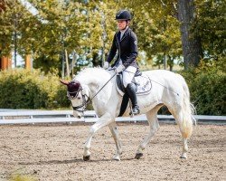 dressage horse Saskia 287 (Connemara Pony, 2011, from El Larry II)