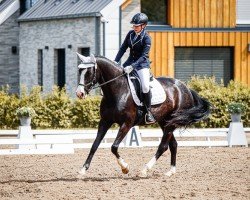 dressage horse Sissi Florestano (German Sport Horse, 2014, from San Florestano)