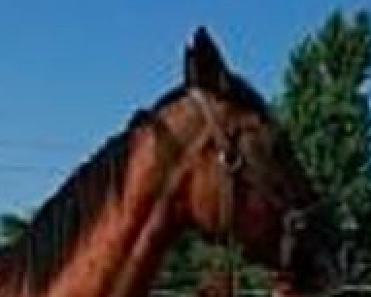 broodmare Belle du Prelet (Selle Français, 1989, from Alme)
