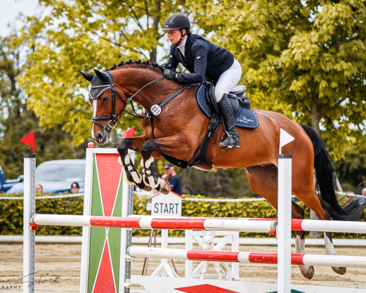 jumper C-Morning Star (German Sport Horse, 2016, from C-Mocca D'Or)
