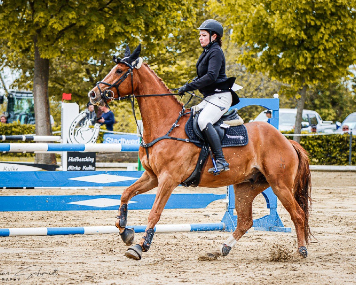 jumper Campino Gold (Oldenburg, 2017, from Coupe Gold)