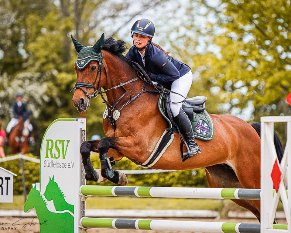 jumper Carla 218 (German Sport Horse, 2013, from Cariletto 2)