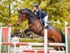 jumper Carla 259 (German Sport Horse, 2017, from Carleyle)