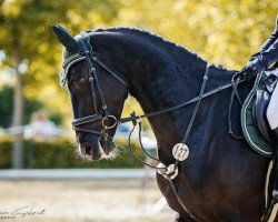 jumper Dawinja 9 (Zangersheide riding horse, 2016, from Dominator 2000 Z)