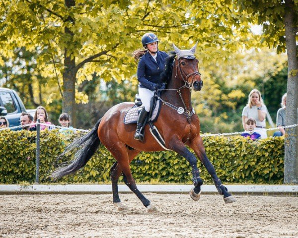 jumper Donnie Brasco 7 (German Warmblood, 2017, from Diamant de Plaisir 178 FIN)