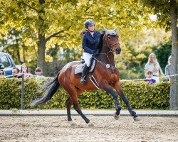 jumper Donnie Brasco 7 (German Warmblood, 2017, from Diamant de Plaisir 178 FIN)